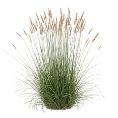 Photorealistic Wild Grass Clump Isolated Study