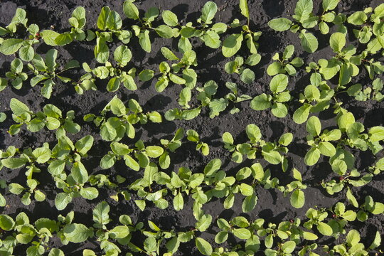 Growing radishes. Top view. Radishes growing in open ground. 