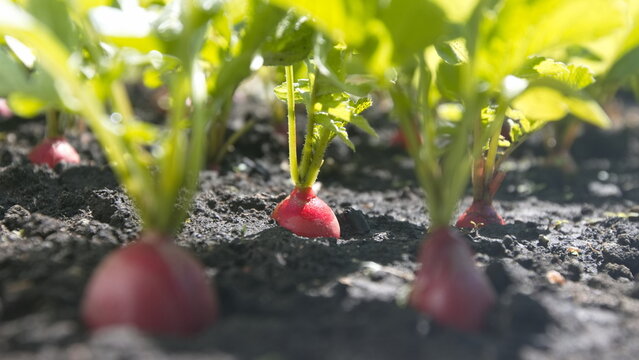 Growing radishes. Close-up. Radishes growing in open ground in the sun.