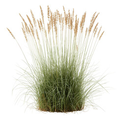 Photorealistic Wild Grass Clump Isolated Study