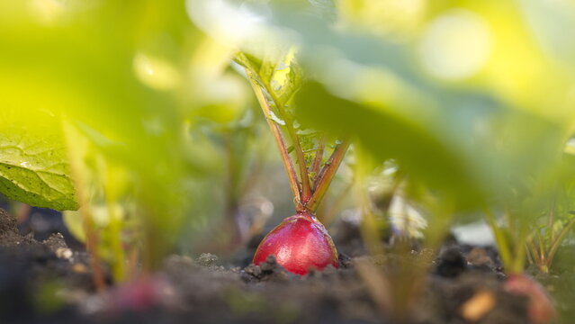 Growing radishes. Close-up. Radishes growing in open ground. 