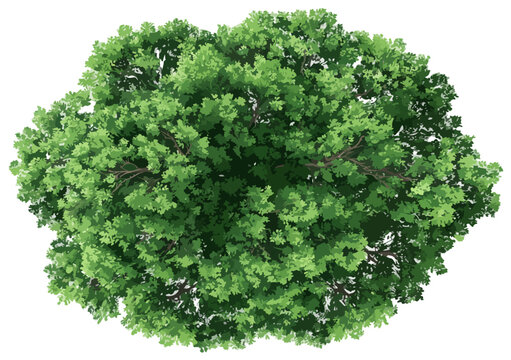 Vista aerea dall'alto di una chioma d'albero verde rigogliosa con sfondo trasparente, isolata per progetti grafici.
