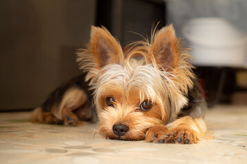 little purebred Yorkshire Terrier puppy with brown fur sits on the white floor, looking lonely.