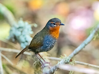 Obraz premium Small colorful forest bird perched on a mossy branch in natural habitat