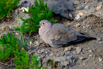 Obraz premium Black-winged Ground Dove Resting on Rocky Patagonian Terrain