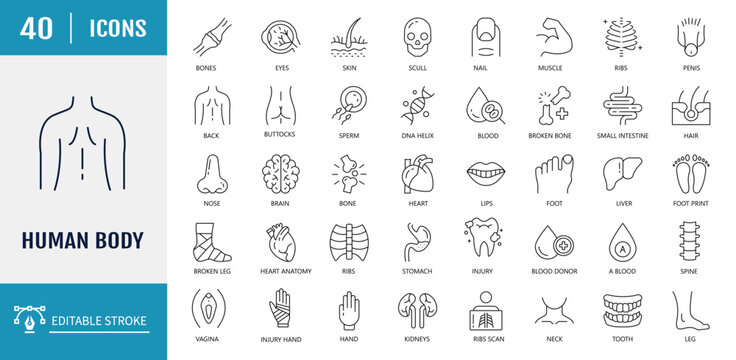 Human Body Icons set. Includes Organs, body parts, skeleton parts. Vector illustration with editable strokes