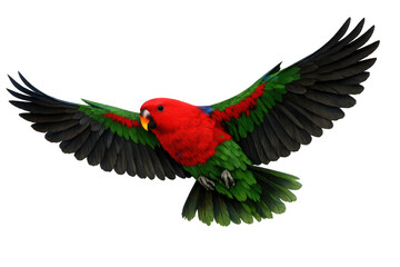 Fototapeta premium Female eclectus parrot in full flight, wings spread, displaying vibrant red and green plumage against a transparent background