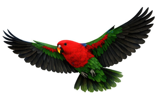 Female eclectus parrot in full flight, wings spread, displaying vibrant red and green plumage against a transparent background