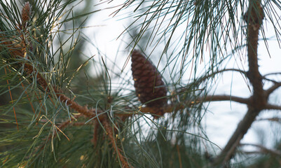 On the spruce branch there are its nuts.