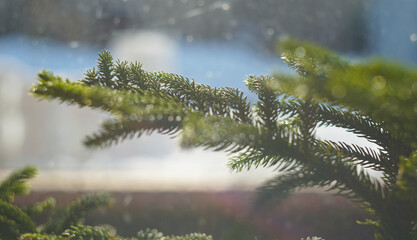 The fir branch in front of the window