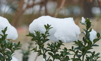 There is snow on the green leaves of the tree.