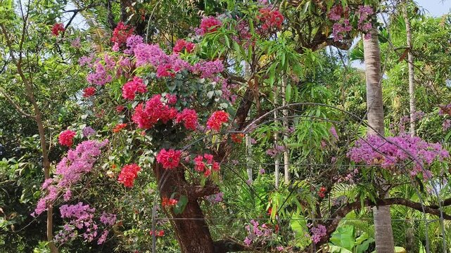 Beautiful thick floral cluster of different colour bougainvillea ornamental flowers blooming on spring season weather. Tropical summer climate drought and heat tolerant plant growing.