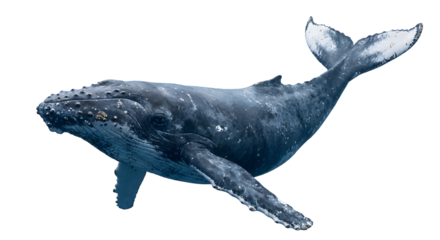 Majestic humpback whale marine mammal swimming with large pectoral fins and tail flukes, realistic sea creature isolated on transparent background
