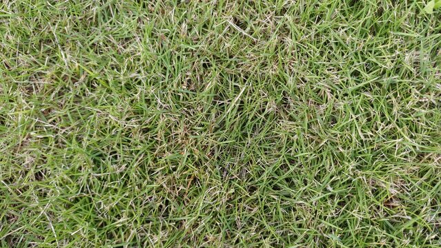 Green Grass Texture Background, Natural Lawn Surface Pattern