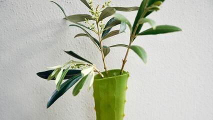 Olive branch cuttings in aloe vera leaf container - Innovative natural plant propagation method with biodegradable pot