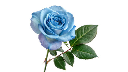 Blue rose  with green leaves  isolated on transparent background © Hanna