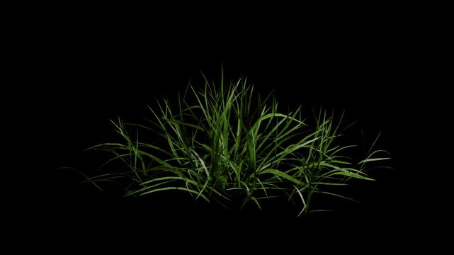 Dry grass gently blowing in the wind animation with alpha channel and transparent background