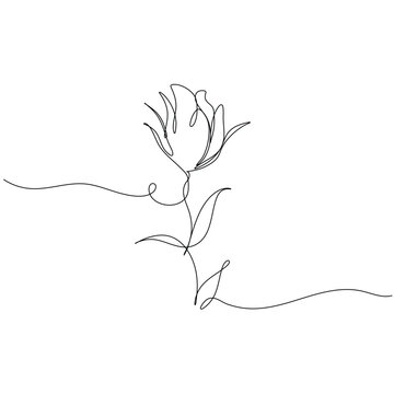 Continuous Line Drawing of a Tulip Flower. Vector simple design for ilustrator