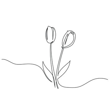 Continuous Line Drawing of a Tulip Flower - One Line Art
