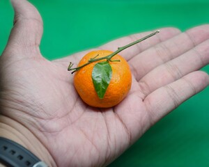 Close up of a Human Hand Holding a Fresh Organic Mandarin Orange with Green Leaf