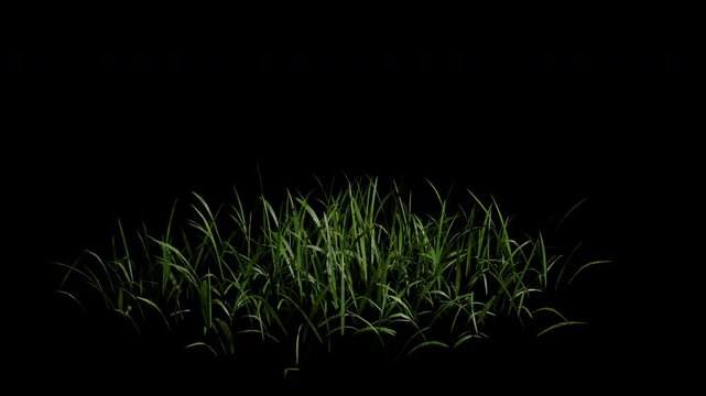 Dry grass gently blowing in the wind animation with alpha channel and transparent background