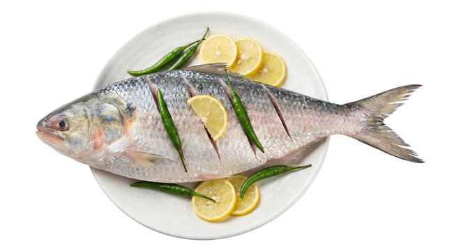 Raw fresh Hilsa fish prepared with lemon slices and green chilies on a white plate, top view