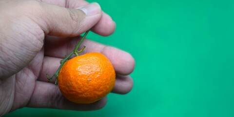 Human Hand Holding a Fresh Organic Mandarin Orange with Green Leaf on Green Background