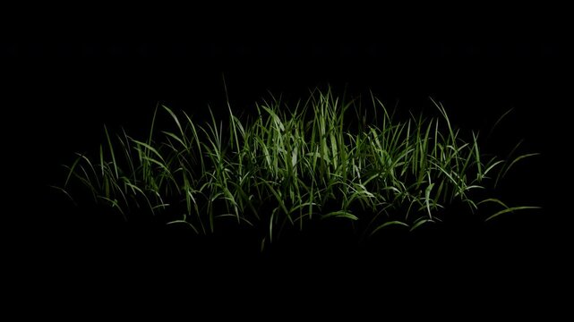 Dry grass gently blowing in the wind animation with alpha channel and transparent background