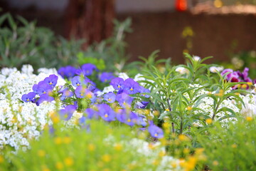 可愛らしいお花の寄せ植え