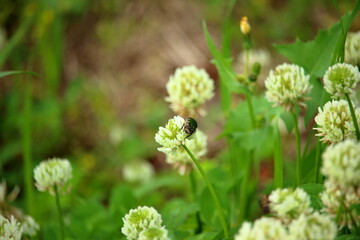 シロツメクサの花によるムシ