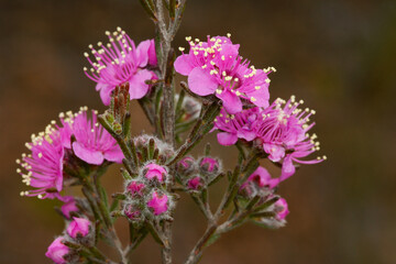 Fototapeta premium Pink flowers of the Mountainbush (Kunzea affinis) in natural habitat, Southwest Western Australia