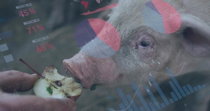 Animation of infographic interface over cropped hand feeding apple to pig at farm