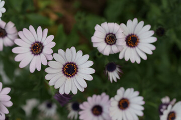 Closeup of African daisy Osteospermum flowers on a spring day