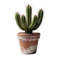 Vibrant green potted cactus plant with sharp spines in a rustic terracotta pot, symbolizing natural beauty and resilience, isolated on a clean white background
