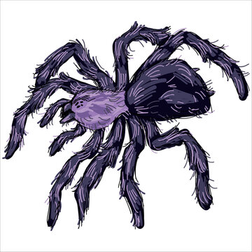 Purple Pinktoe Tarantula. Avicularia purpurea. Colorful, hand-drawn, vector illustration. Picturesque. Unique detailed stylization. Print on sketchbooks, stickers, postcards, cups, clothes, posters. 