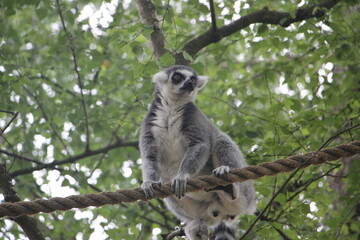 Obraz premium ring tailed lemur on tree