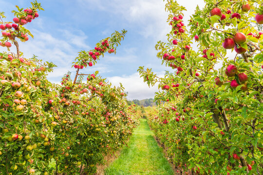 Apple orchard with rows of fruit trees during harvest season in the Adelaide Hills, South Australia.