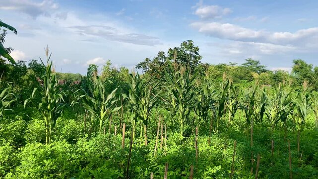 green corn plants growing in a lush tropical garden under a blue sky