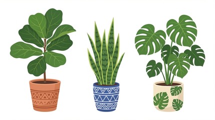 Obraz premium Three potted plants with unique leaves and colorful pots on a white background