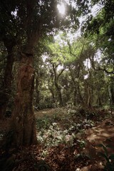 Fototapeta premium morning in the forest