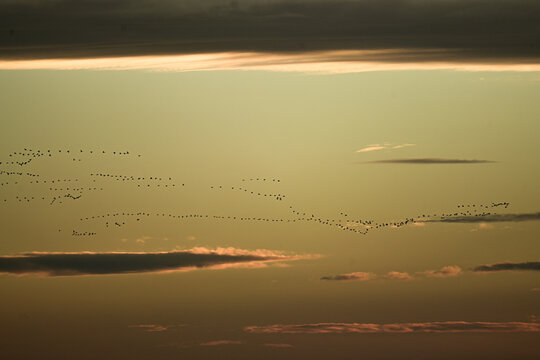 kraniche am abendhimmel 