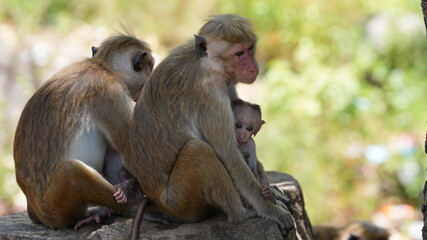 Fototapeta premium Toque Macaque Monkey Family