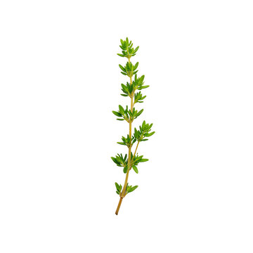 Single thyme sprig with small green leaves and thin stem, isolated culinary herb element for food packaging, menus, cooking projects, and branding