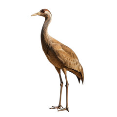Fototapeta premium Isolated crane bird illustration transparent background