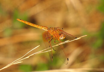 Libélula Naranja Elegante Posada en Tallo Delicado.