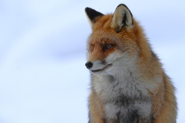 Fototapeta premium Volpe