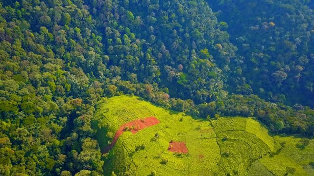 Rubanda District aerial view of vibrant green tea plantations on rolling highland slopes, set against the dark, dense canopy of Bwindi Impenetrable Forest on the horizon, Uganda, Africa