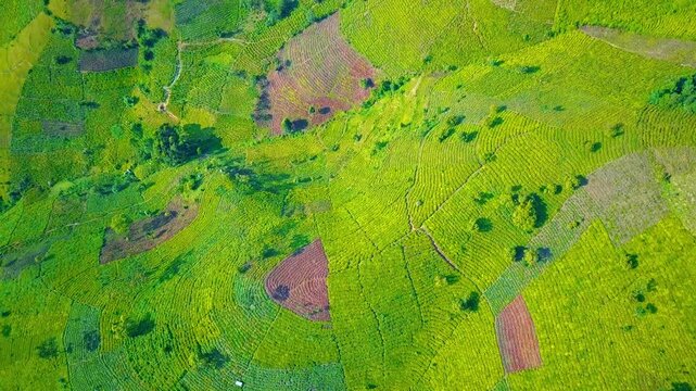 Aerial drone view of vibrant green tea plantations and terraced farms in Rubanda District, Uganda, showcasing sustainable land use, rural livelihoods, Bwindi Impenetrable Forest area