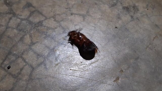 Close-Up of Cockroach Lying on Its Back Struggling to Turn Over on the Floor, Insect Video Footage
