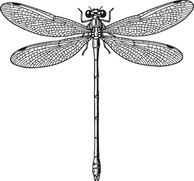 Detailed black and white line drawing of a dragonfly with intricate wing patterns and segmented body